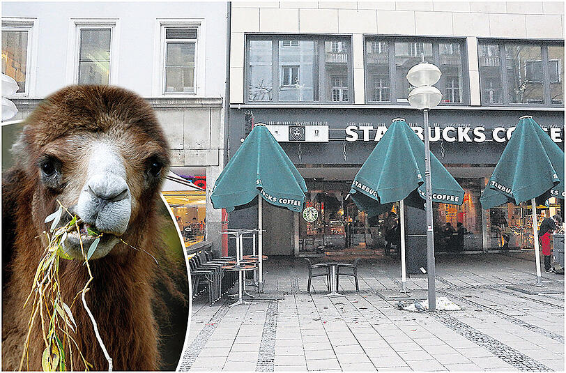Ein Kamel vor der Disco? So einen tierisch wilden Anblick wollten Partyveranstalter vor dem 8below haben.