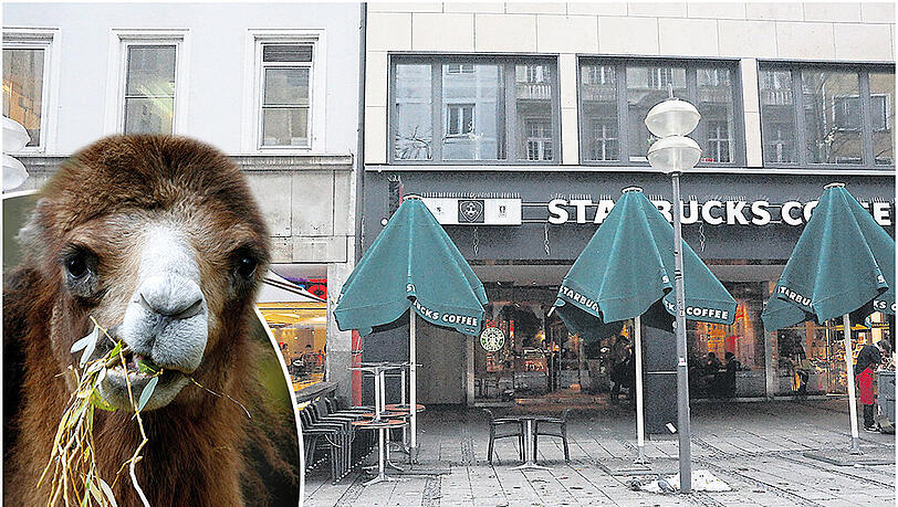 Ein Kamel vor der Disco? So einen tierisch wilden Anblick wollten Partyveranstalter vor dem 8below haben. Ein Kamel vor der Disco? So einen tierisch wilden Anblick wollten Partyveranstalter vor dem 8below haben.