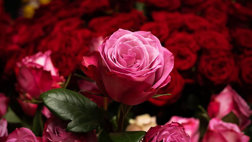 Die Rose ist die mit Abstand beliebteste Schnittblume in Deutschland. (Archivbild)