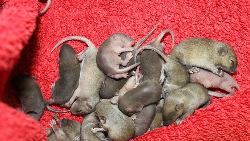 Die Mäuse sind erst wenige Tage alt und noch blind. Die Mäuse sind erst wenige Tage alt und noch blind.