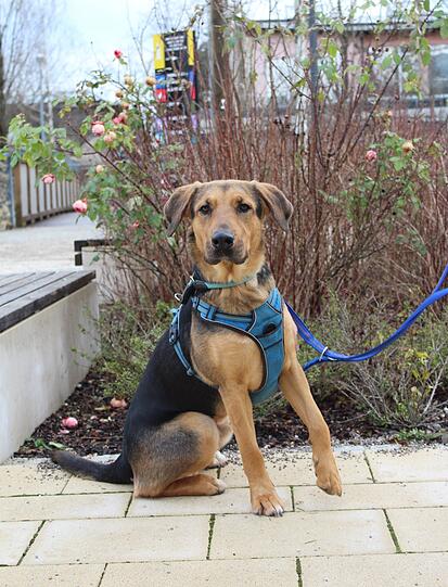 Der verschmuste Milo (3) muss Regeln und Grenzen noch lernen. Der Vierbeiner jagt gerne – sowohl Katzen, als auch Zweiräder, Jogger und Inlineskater. Für ihn werden erfahrene Hundekenner gesucht, die sich ihm gerne annehmen. Er wäre für Hundesport geeignet.