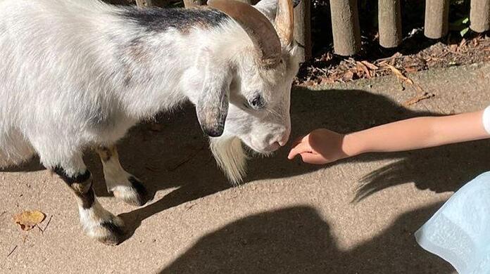 Ausgstreichelt is - bis auf weiteres: Beide Streichelgehege im Tierpark Hellabrunn sind seit Anfang des Jahres geschlossen.