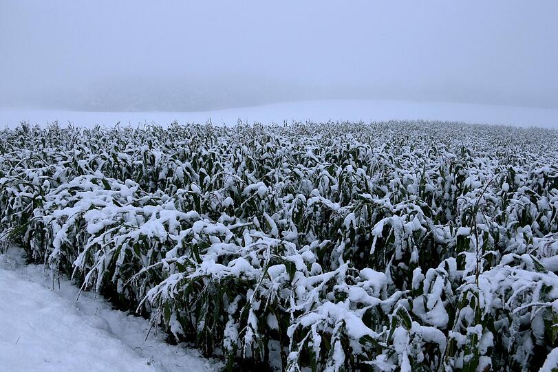 Der Wintereinbruch am Freitag kam überraschend. Eigentlich sollte der Mais längst geerntet sein wenn der erste Schnee fällt.