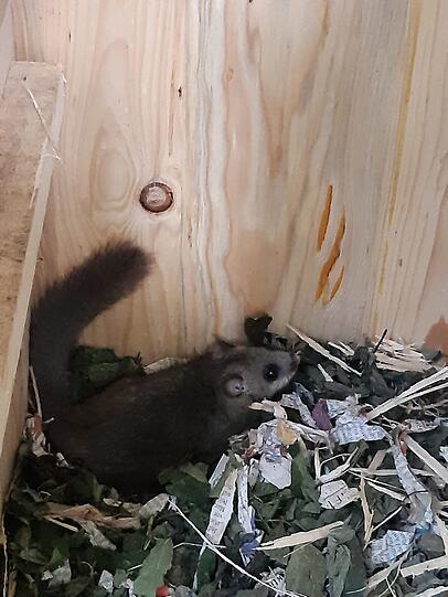 Ein Siebenschläfer im Hornissenkasten.