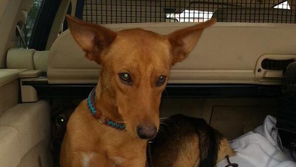 Der braune Mischlingsrüde Janzel ist weggelaufen. Der Hund streunt nun in Riem umher. Der braune Mischlingsrüde Janzel ist weggelaufen. Der Hund streunt nun in Riem umher.