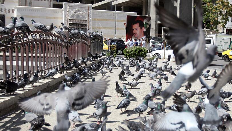 Eine Herrschar Tauben vor einem Wahlplakat des syrischen Machthabers Bashar al-Assad.