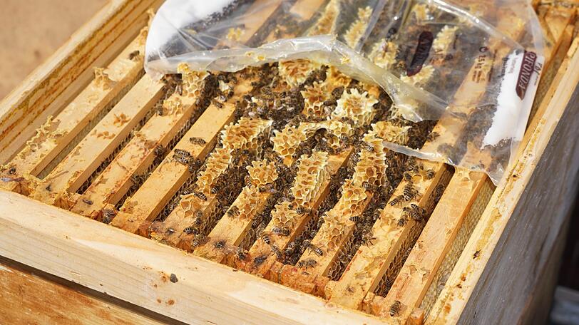 "Urban Beekeeping": Imkern in der Stadt ist ein Trend.