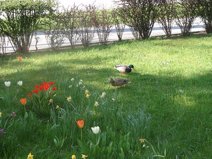 Ein Entenpärchen hat sich in dieser Wiese niedergelassen.