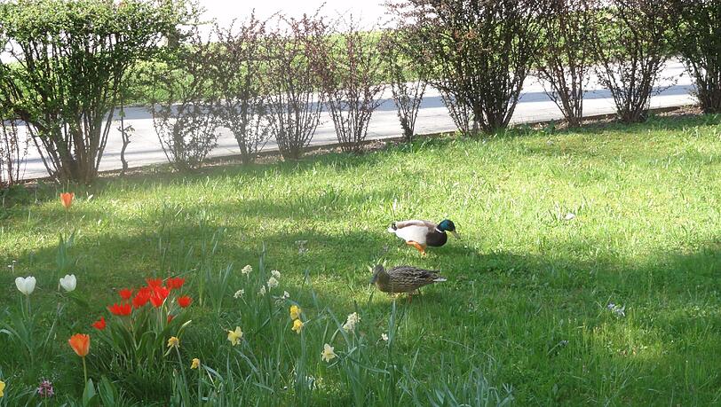 Ein Entenpärchen hat sich in dieser Wiese niedergelassen. Ein Entenpärchen hat sich in dieser Wiese niedergelassen.