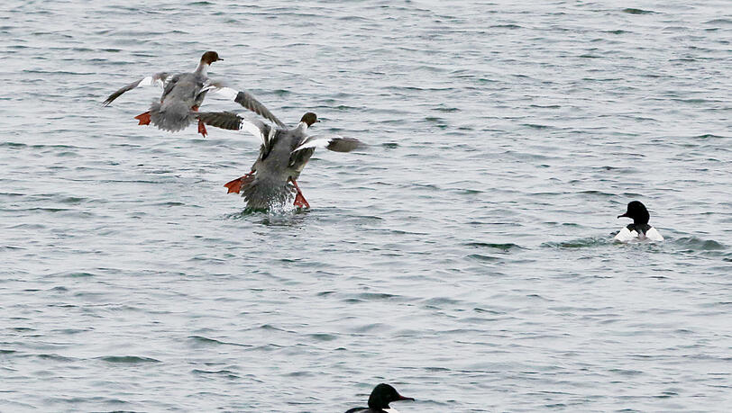 Gänsesäger auf dem Kanal: Von ihnen friert keiner. Gänsesäger auf dem Kanal: Von ihnen friert keiner.