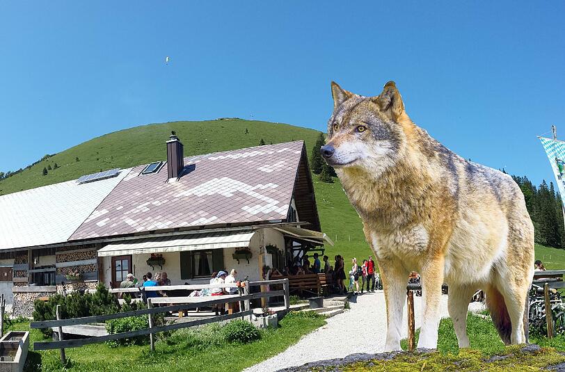Die Jochbergalm soll wolffrei bleiben, finden manche.