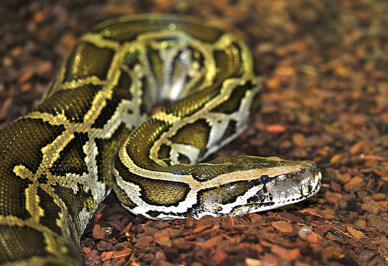 Eine Python hat eine Mann in München in der Mülltonne gefunden. Lebend!