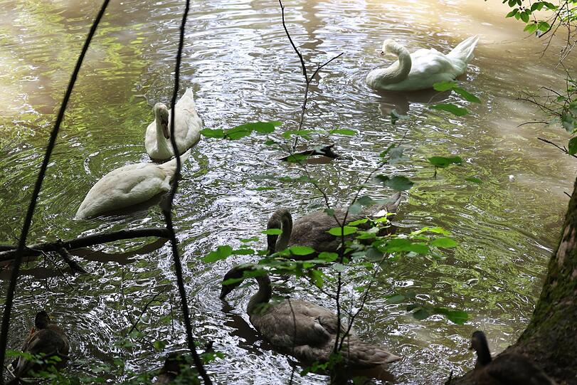 Idyll in den Isarauen: eine Schwanenfamilie am Teich.