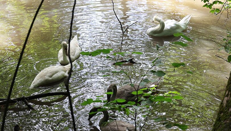 Idyll in den Isarauen: eine Schwanenfamilie am Teich.
