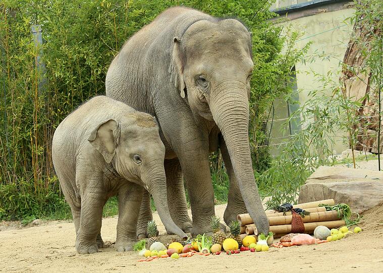Da war er noch ein Baby: Ludwig an seinem zweiten Geburtstag in Hellabrunn. (Archivbild)