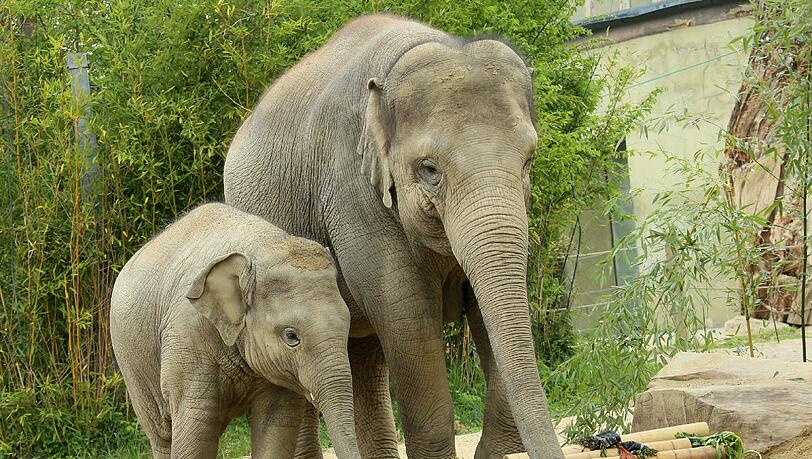 Da war er noch ein Baby: Ludwig an seinem zweiten Geburtstag in Hellabrunn. (Archivbild) Da war er noch ein Baby: Ludwig an seinem zweiten Geburtstag in Hellabrunn. (Archivbild)