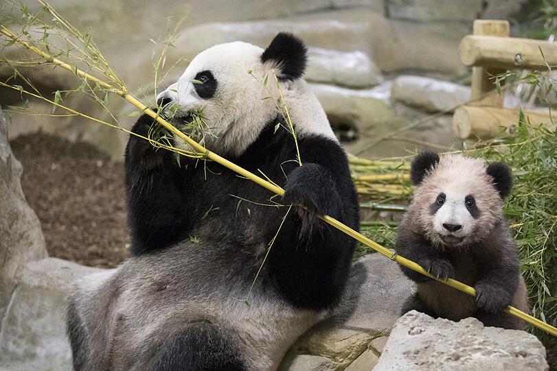 Im Zoo in Saint-Aignan-sur-Cher wurde Baby-Panda Yuan Meng gezeigt.