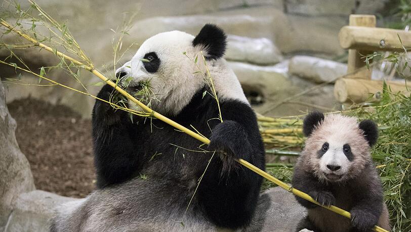Im Zoo in Saint-Aignan-sur-Cher wurde Baby-Panda Yuan Meng gezeigt. Im Zoo in Saint-Aignan-sur-Cher wurde Baby-Panda Yuan Meng gezeigt.
