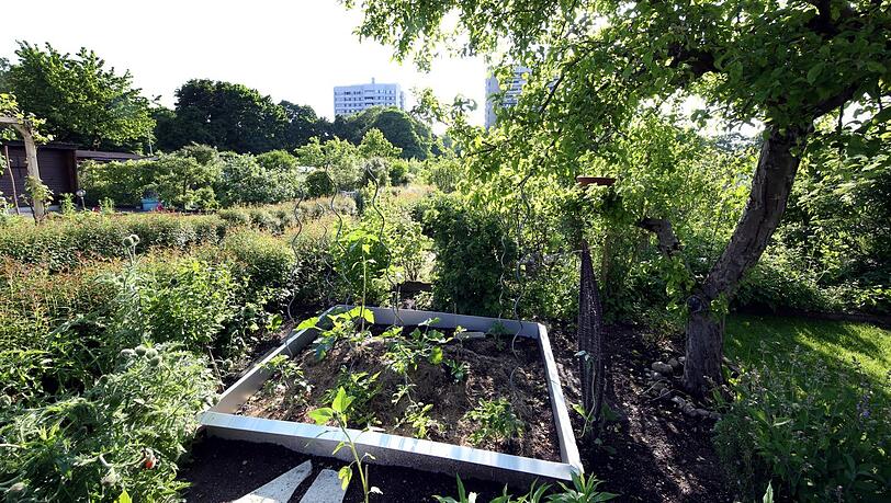Den Schneckenzaun hat das Gartler-Paar neu um das Hügelbeet angelegt. Im Hintergrund sind die Hochhäuser hinterm Luitpoldpark zu sehen.