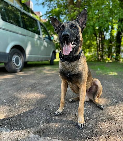 Kuba ein Familienhund und sehr gesellig. Wie auch alle anderen Hunde ist er einzigartig, aber er liebt es wie ein Kind zu spielen und herausgefordert zu werden, um viel Neues zu lernen. Er hört auf Kommando und ist ein Beschützer besonders für Kinder.