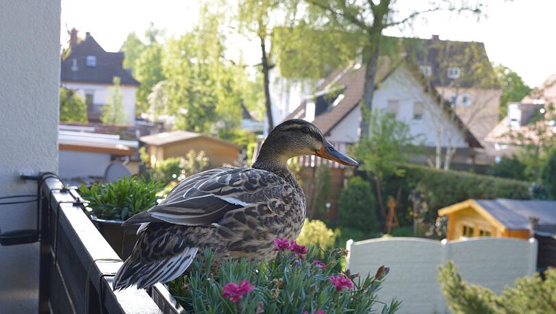 In der Früh grüßt diese Ente AZ-Leserin Sabine Köstler aus dem Blumenkasten. In der Früh grüßt diese Ente AZ-Leserin Sabine Köstler aus dem Blumenkasten.