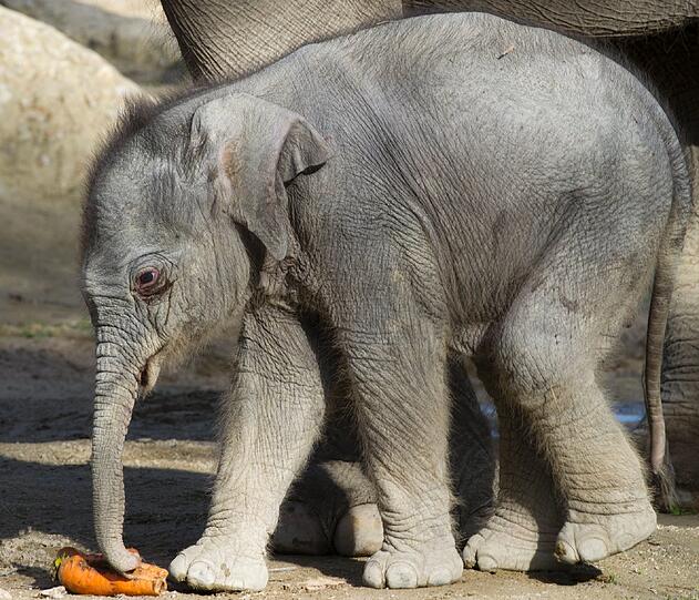 Diese Bilder zeigen Lola kurz nach ihrer Geburt im Tierpark Hellabrunn.