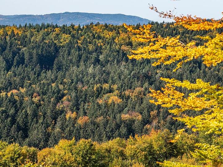Herbstlich gefärbte Bäume stehen im Bayerischen Wald. Foto: Armin Weigel/dpa