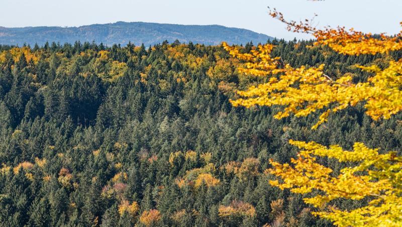 Herbstlich gefärbte Bäume stehen im Bayerischen Wald. Foto: Armin Weigel/dpa Herbstlich gefärbte Bäume stehen im Bayerischen Wald. Foto: Armin Weigel/dpa