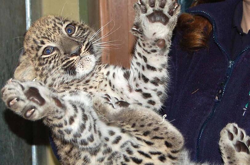 Attraktion im Augsburger Zoo: Die kleine Leopardin ohne Namen.