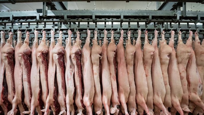 Halbierte Schweine hängen im Schlachthof. Laut der Fleischbranche würde ein Verbot von Werkvertrag und Leiharbeit die Produktion verteuern. Halbierte Schweine hängen im Schlachthof. Laut der Fleischbranche würde ein Verbot von Werkvertrag und Leiharbeit die Produktion verteuern.