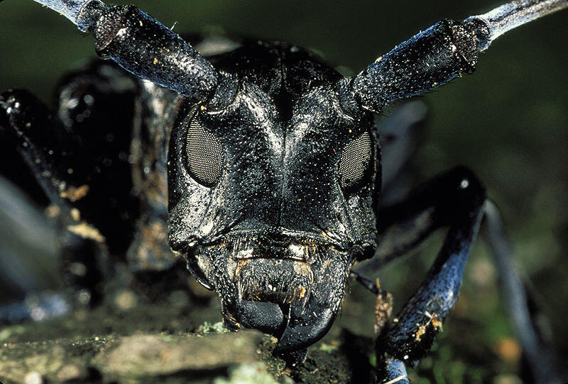 Bläst zur Attacke auf die Riemer Bäume: Der Asiatische Laubholzbockkäfer (Anoplophora glabripennis).