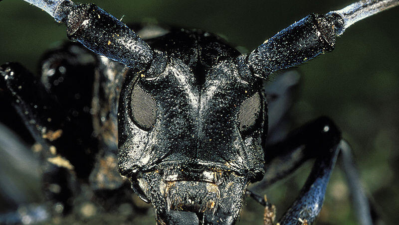 Bläst zur Attacke auf die Riemer Bäume: Der Asiatische Laubholzbockkäfer (Anoplophora glabripennis). Bläst zur Attacke auf die Riemer Bäume: Der Asiatische Laubholzbockkäfer (Anoplophora glabripennis).
