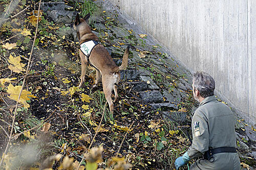 Ein Spürhund der Polizei untersucht den Fundort in der Gegend Karlsfeld
