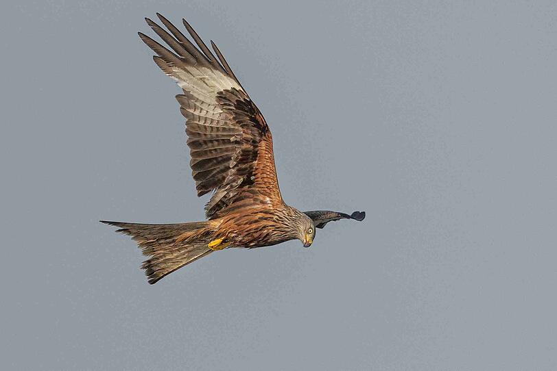 Rotmilane sind die gr&ouml;&szlig;ten hier br&uuml;tenden Greifv&ouml;gel.