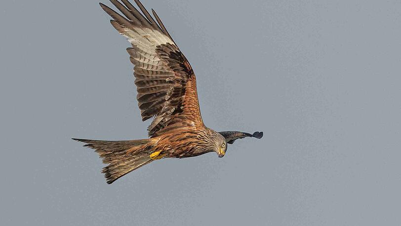 Rotmilane sind die gr&ouml;&szlig;ten hier br&uuml;tenden Greifv&ouml;gel.