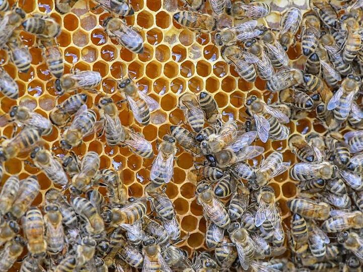 Bienen sind auf einer Wabe voller Honig zu sehen. Foto: Patrick Pleul/Archivbild