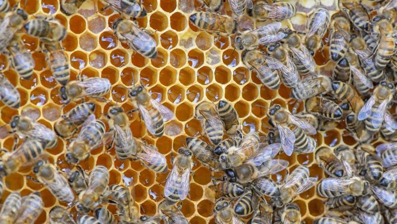 Bienen sind auf einer Wabe voller Honig zu sehen. Foto: Patrick Pleul/Archivbild Bienen sind auf einer Wabe voller Honig zu sehen. Foto: Patrick Pleul/Archivbild