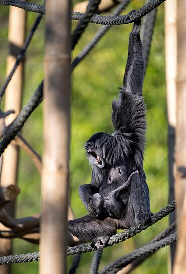 Die vom Aussterben bedrohten Silbergibbons haben im Tierpark Hellabrunn nun eine neugestaltete Außenanlage.
