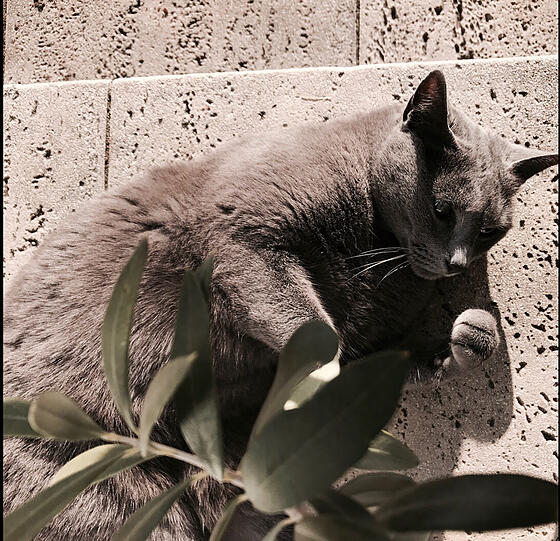 Miezi