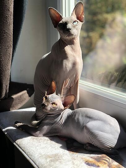 Neo und Zsazsa