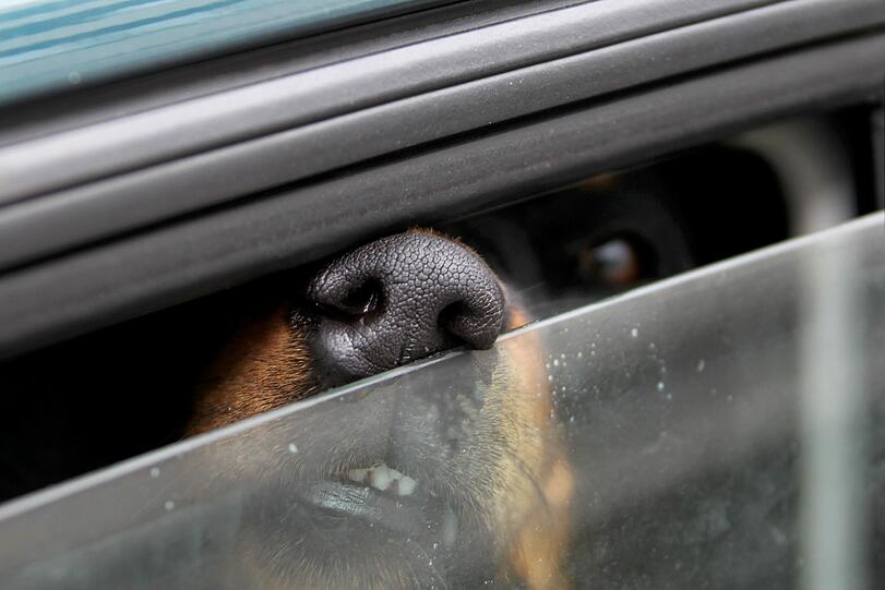 Nur ein kleiner Spalt offen, um Luft zu bekommen: Ein Hundebesitzer hat seinen Vierbeiner im völlig überhitzten Auto sterben lassen. (Symbolfoto)