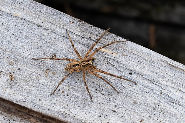 Eine Nosferatu-Spinne auf einem Holzblock. Sie kann mit ausgestreckten Beinen bis zu fünf Zentimeter groß werden. Eine Nosferatu-Spinne auf einem Holzblock. Sie kann mit ausgestreckten Beinen bis zu fünf Zentimeter groß werden.