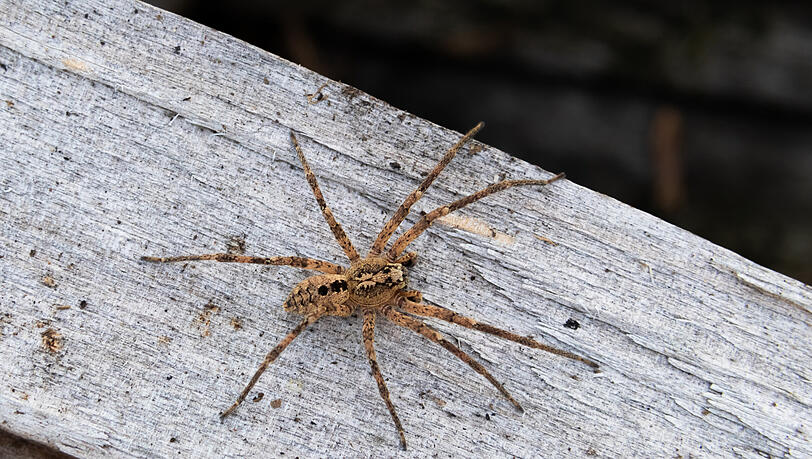 Eine Nosferatu-Spinne auf einem Holzblock. Sie kann mit ausgestreckten Beinen bis zu fünf Zentimeter groß werden. Eine Nosferatu-Spinne auf einem Holzblock. Sie kann mit ausgestreckten Beinen bis zu fünf Zentimeter groß werden.