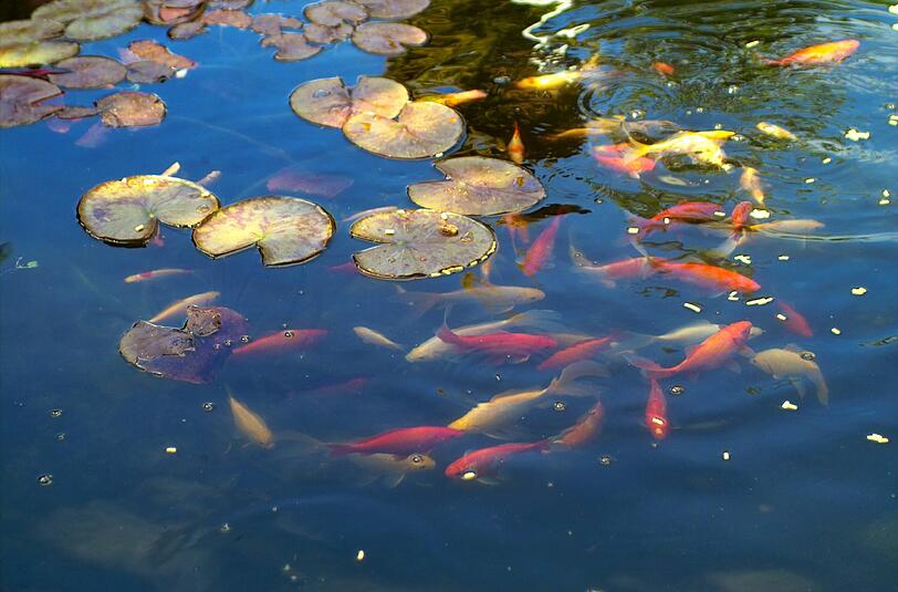 Goldfische vermehren sich rasant - und sie fressen liebend gern Kaulquappen. Im Planegger Lichtwegweiher wurde das jetzt zum Problem. (Symbolbild)