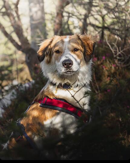 Elsa