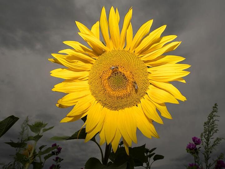 Eine Sonneblume steht vor Gewitterwolken auf einem Feld. Foto: Boris Roessler/Archivbild