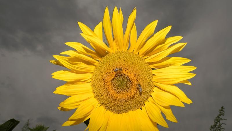 Eine Sonneblume steht vor Gewitterwolken auf einem Feld. Foto: Boris Roessler/Archivbild Eine Sonneblume steht vor Gewitterwolken auf einem Feld. Foto: Boris Roessler/Archivbild
