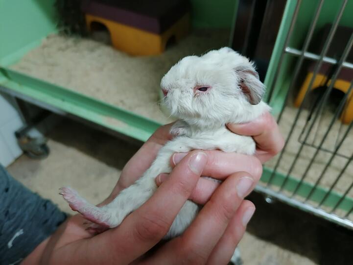Die Tiere sind teilweise verletzt, jetzt werden sie im Münchner Tierheim aufgepäppelt.