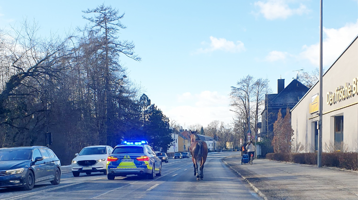 Eine Streife konnte das Pferd beruhigen und sichern.