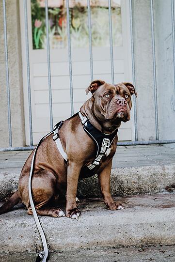 Finou